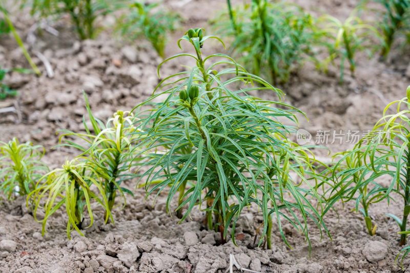 百合户外高山种植甘肃高海拔