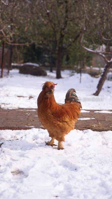 雪地上的鸡
