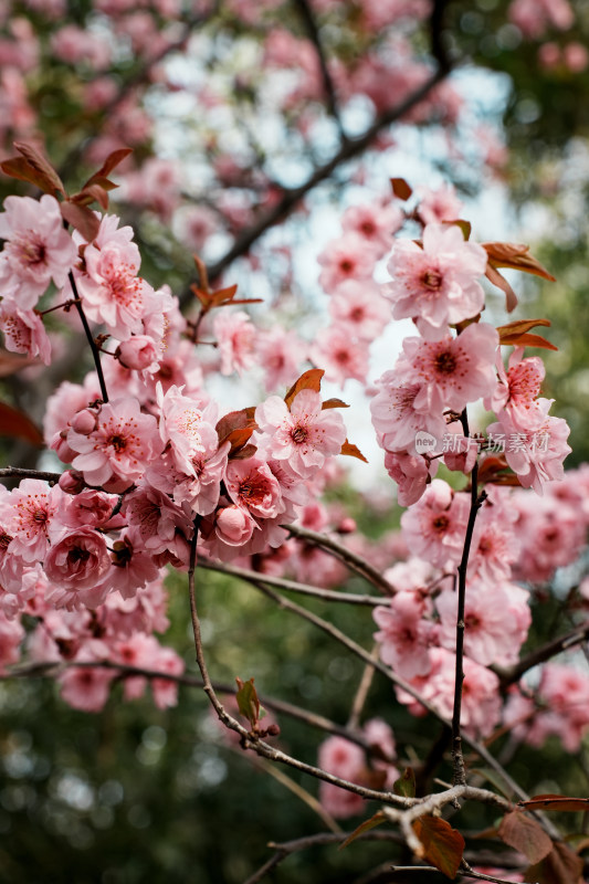 北京玉渊潭公园樱花节樱花