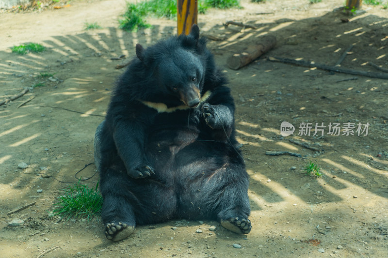亚洲黑熊坐在地上