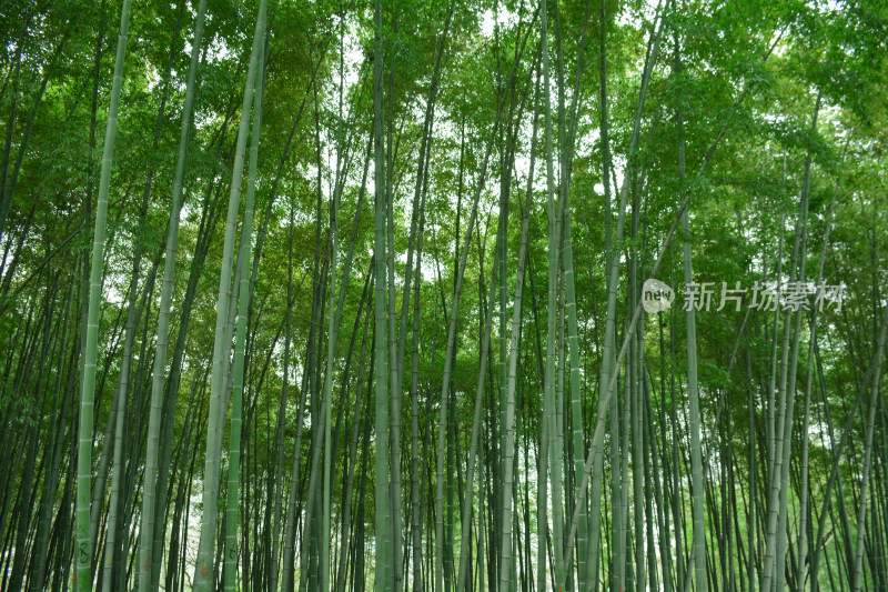 绿色竹林竹海