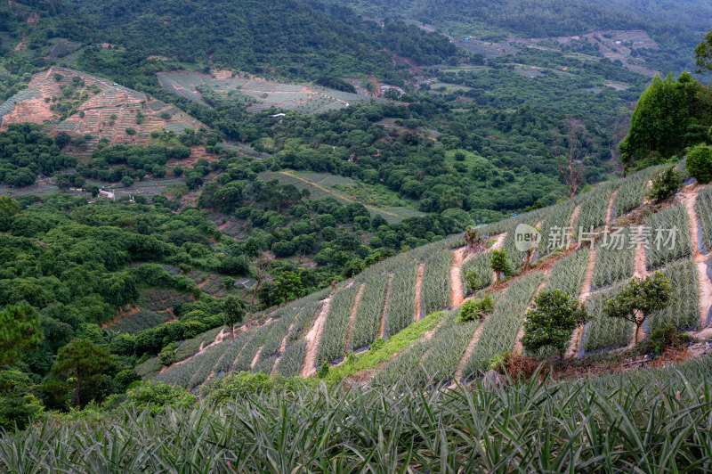 神湾镇高山梯田菠萝种植园