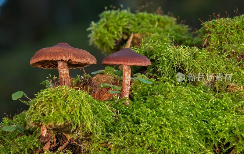 野生菌野生菌蘑菇生长环境菌类山菌