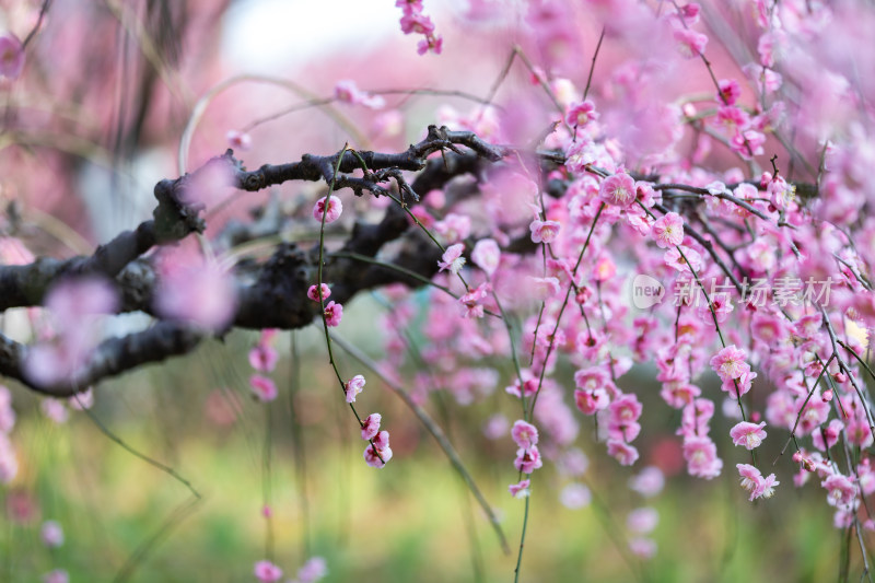 春天梅花龙梅树开花了