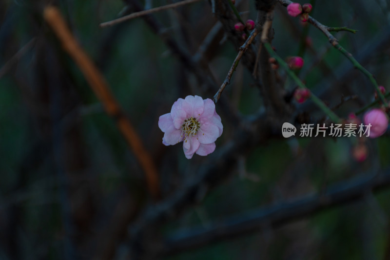 粉色梅花特写展现自然之美