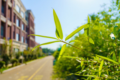 唯美绿色竹叶背景