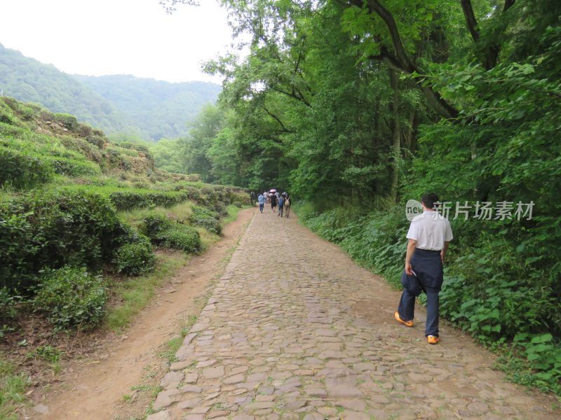 杭州九溪烟树景区