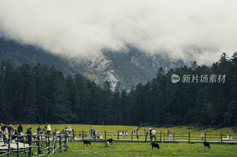 玉龙雪山云杉坪