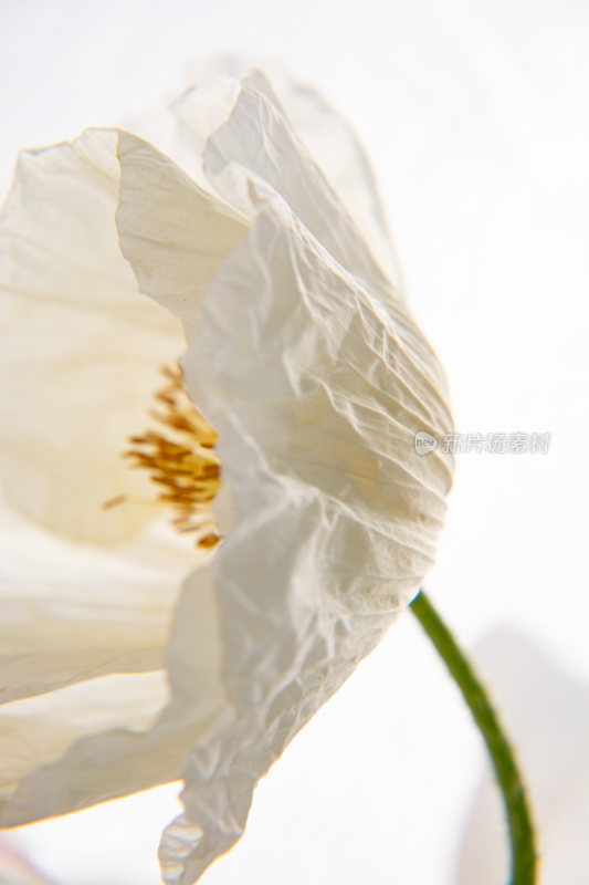 漂亮的花朵虞美人特写