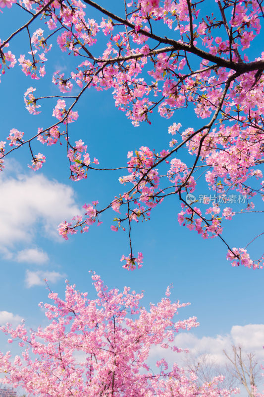 治愈系风景蓝天白云下的樱花