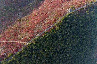 秋天巫山红叶与绿树的绝美分割线