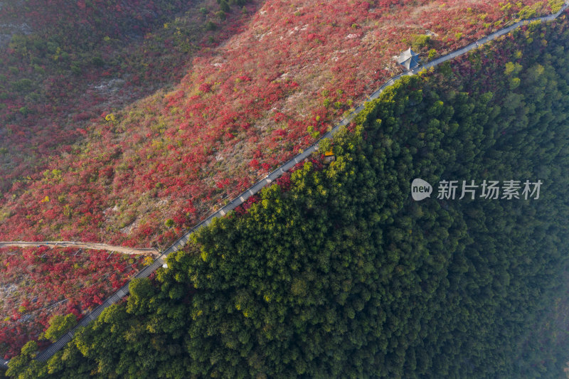 秋天巫山红叶与绿树的绝美分割线