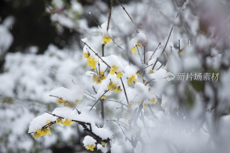 下雪天梅花盛开