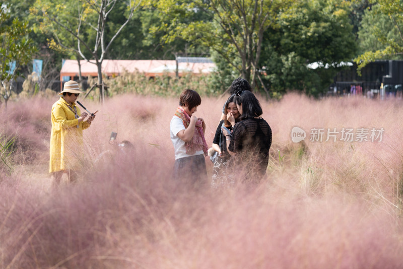 上海嘉北郊野公园粉黛乱子草景观