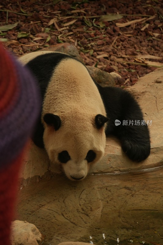 熊猫趴卧地上休息的可爱模样