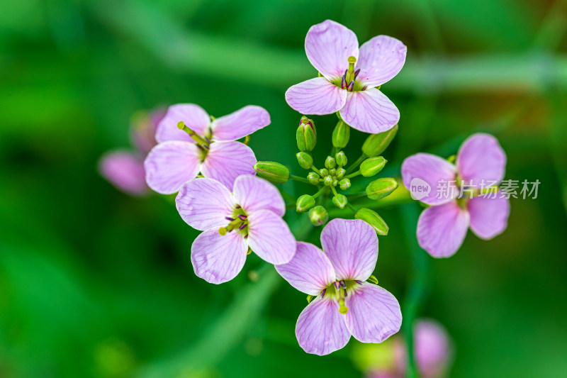 彩色油菜花