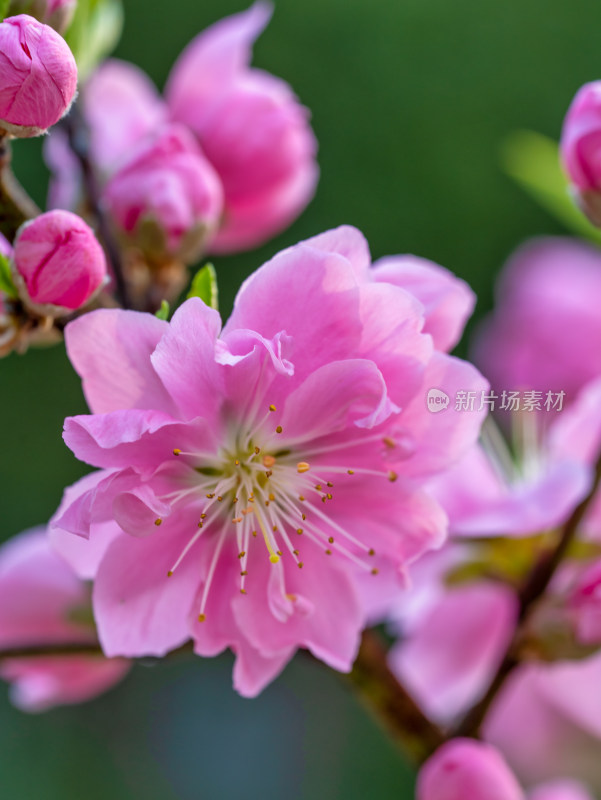 春天的桃花开花特写