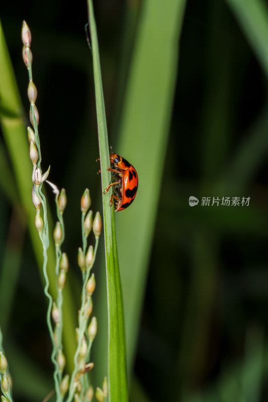 红黑相间瓢虫