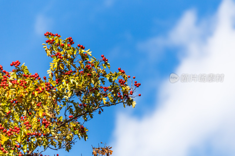 蓝天衬托下秋天时节丰收的山楂树果实