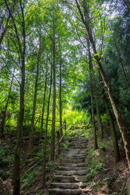 川西原始森林自然风光素材