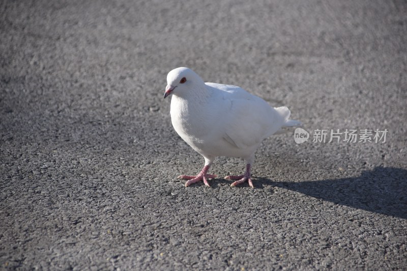 地面上站立着的一只白色鸽子