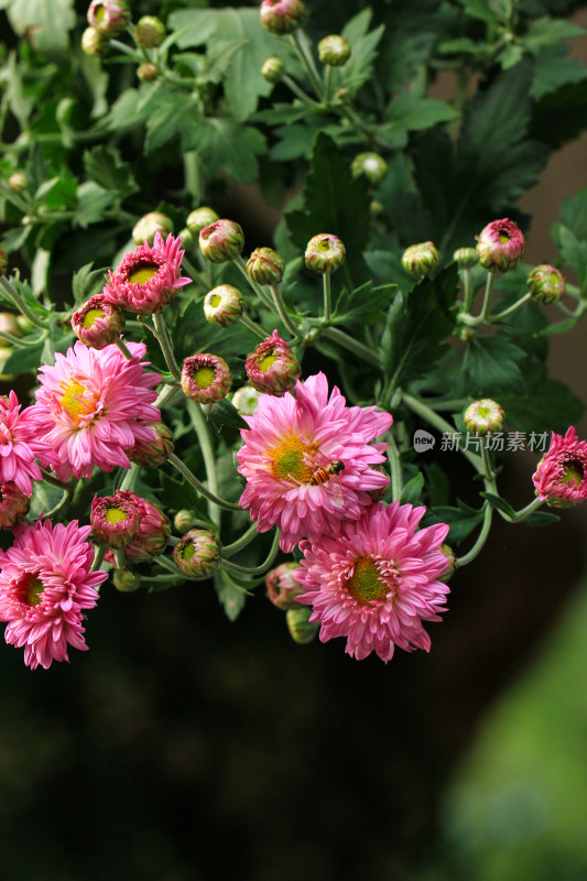 菊花鲜花实拍素材