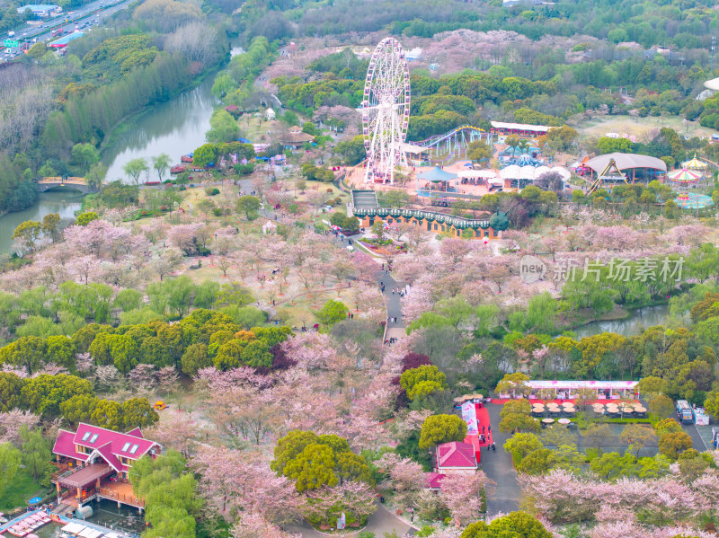 航拍上海宝山顾村公园樱花季樱花