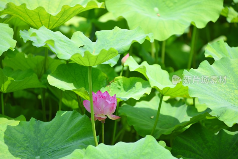 荷花夏日荷花