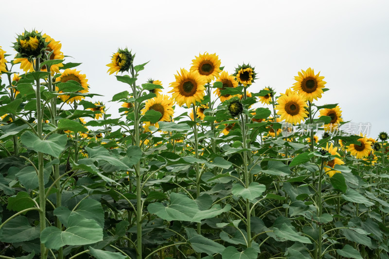 北京温榆河公园向日葵花田