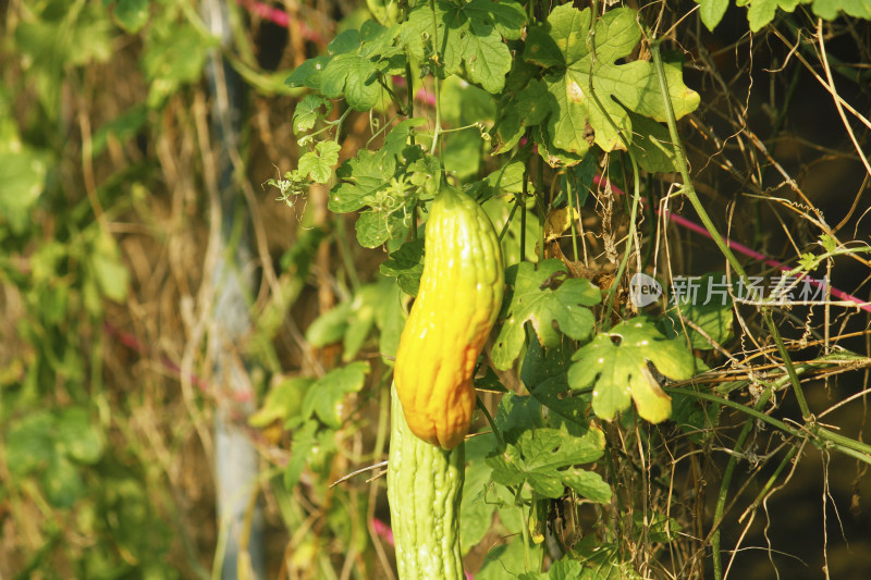 长在藤蔓上的黄绿相间苦瓜特写