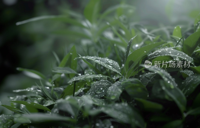 雨水打在叶子上