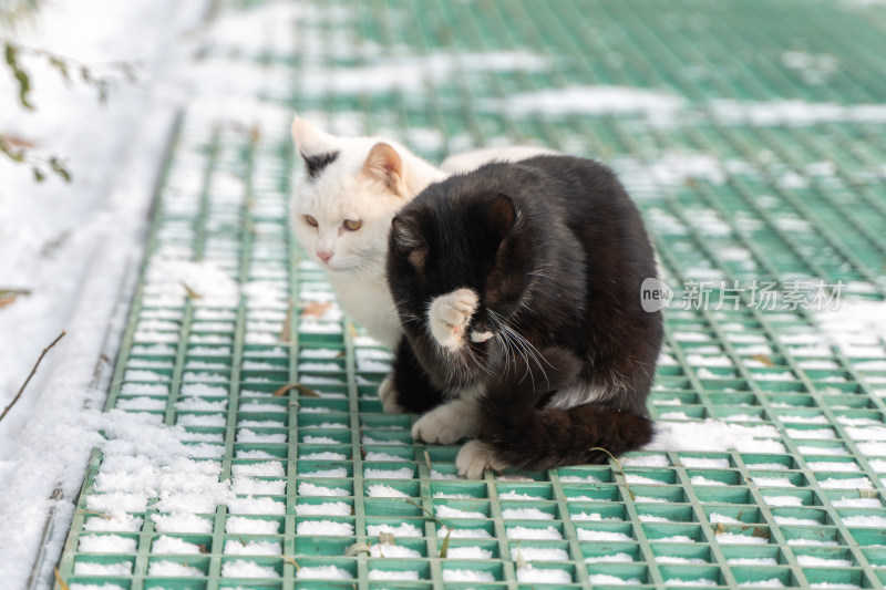 冬季城市流浪猫白猫黑猫作伴结伴