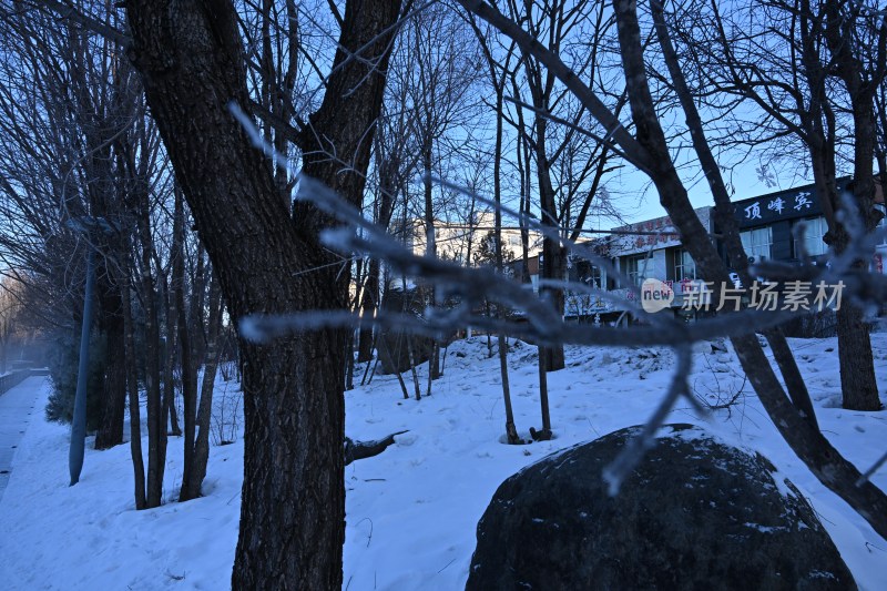 积雪覆盖树木的冬日户外景象