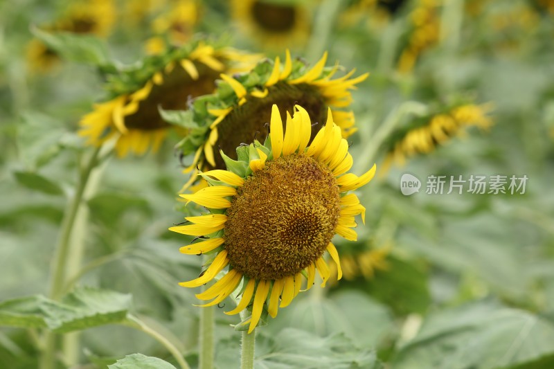 大片向日葵花田绿叶黄花生机勃勃