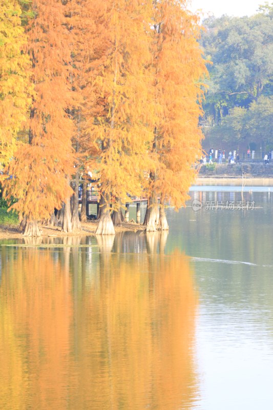 水边金黄水杉林美丽倒影景观