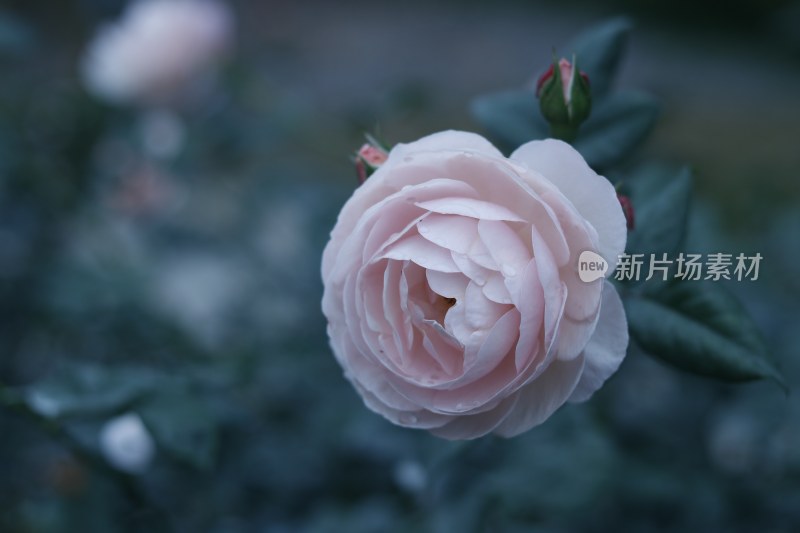 粉红色月季花