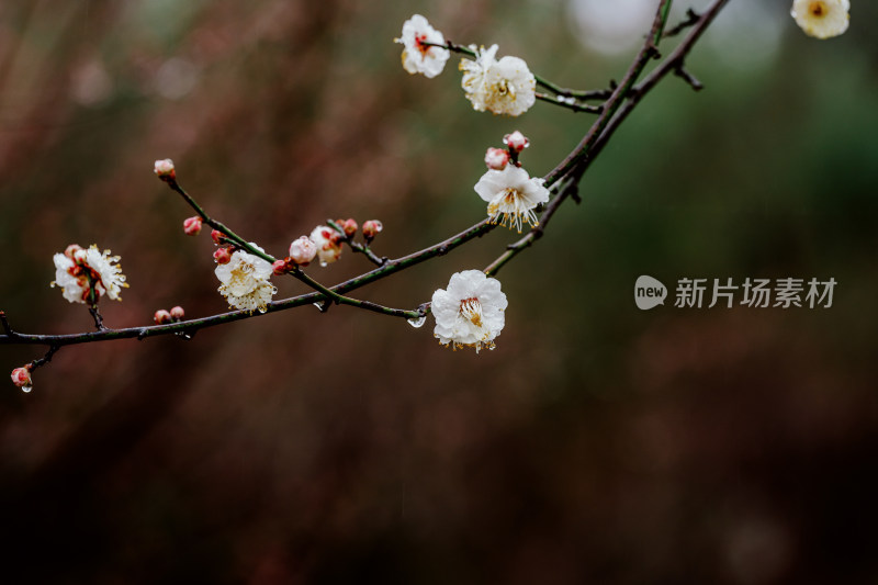 微距视角下的西溪湿地雨中盛开的梅花