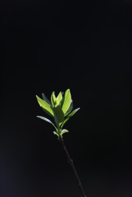 黑色背景下植物嫩芽生长的特写镜头