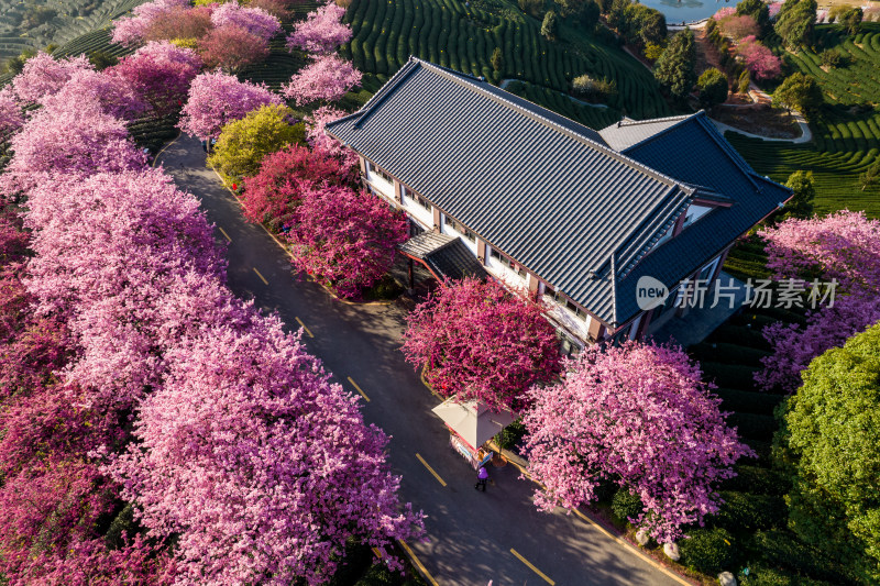 福建龙岩永福台品樱花茶园