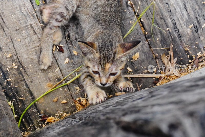 趴在木头上的小猫咪