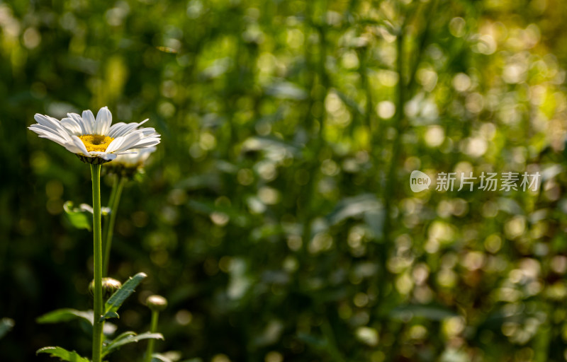 雏菊花开的季节