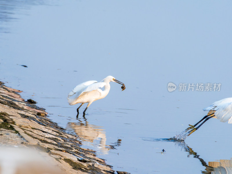 水边白鹭捕食的场景