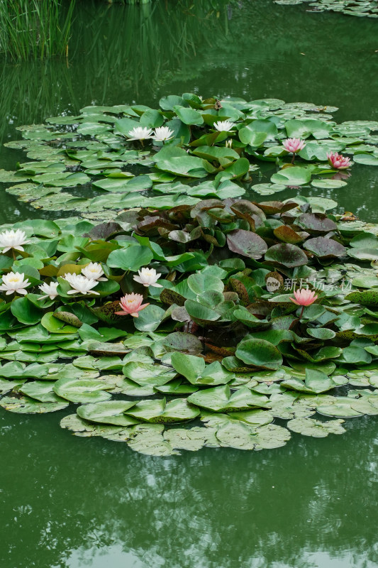 北京国家植物园睡莲