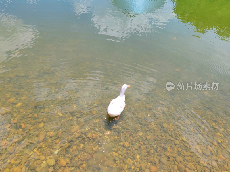 白鸭在清澈池塘中戏水