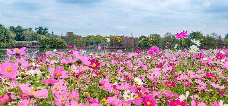 广州市海珠湖公园内盛开的格桑花