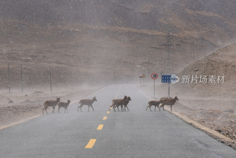 西藏大雪中公路上的岩羊