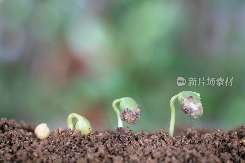 一粒黄豆种子逐渐生长发芽的过程