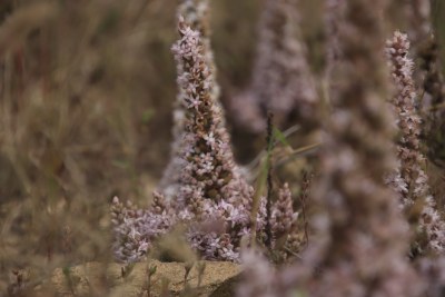 山东省威海市双岛湾西山村山坡上的瓦松开花