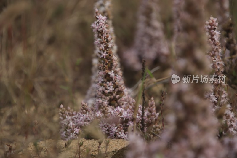 山东省威海市双岛湾西山村山坡上的瓦松开花