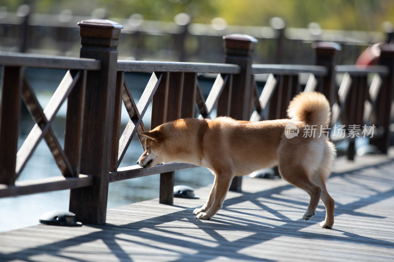 一只在栈道上玩耍的柴犬